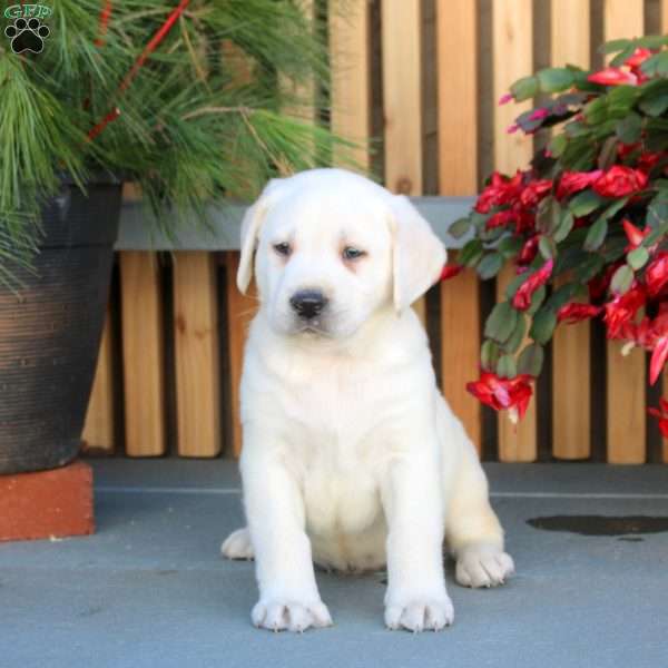 Neo, Yellow Labrador Retriever Puppy