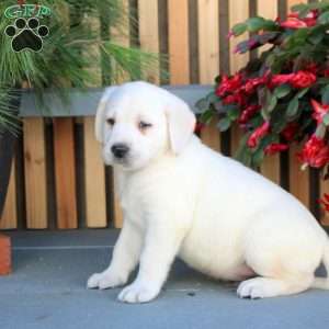 Neo, Yellow Labrador Retriever Puppy