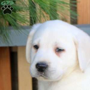 Neo, Yellow Labrador Retriever Puppy