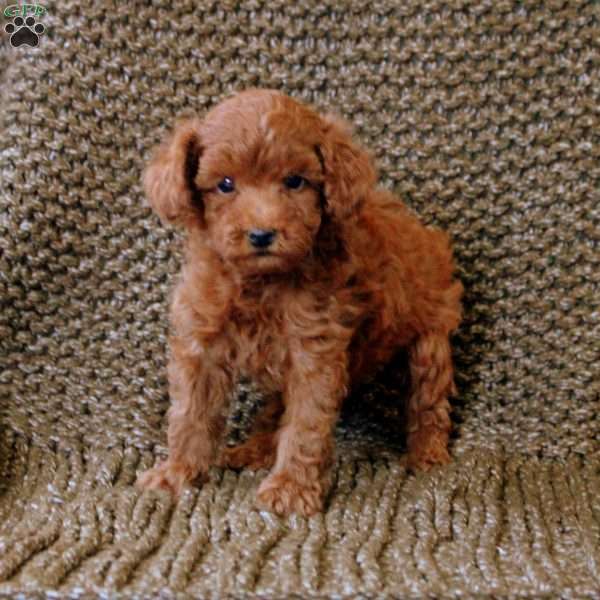 Nero, Toy Poodle Puppy