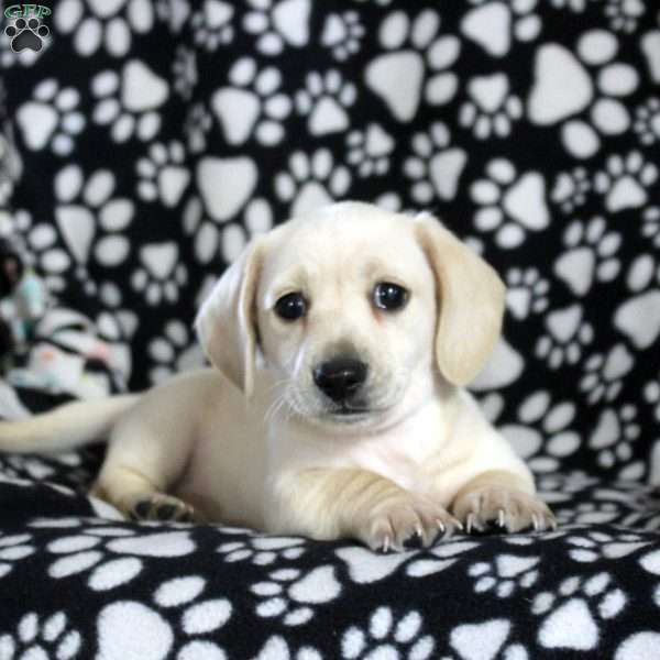 Nero, Dachshund Puppy