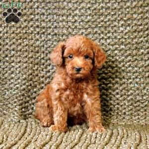Nero, Toy Poodle Puppy