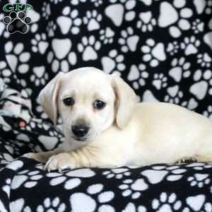 Nero, Dachshund Puppy