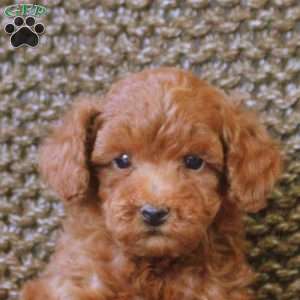 Nero, Toy Poodle Puppy