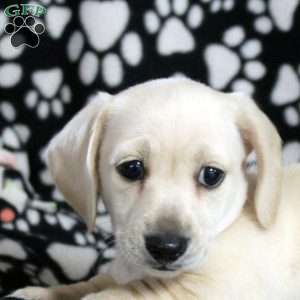 Nero, Dachshund Puppy