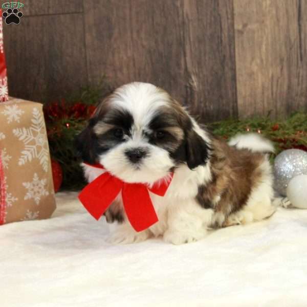 Niall, Shih Tzu Puppy