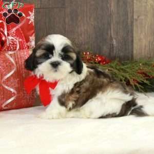 Niall, Shih Tzu Puppy