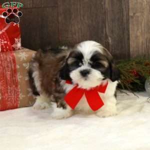 Niall, Shih Tzu Puppy