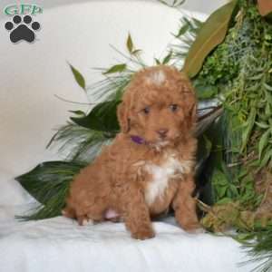 Nicholas, Mini Goldendoodle Puppy