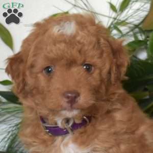 Nicholas, Mini Goldendoodle Puppy