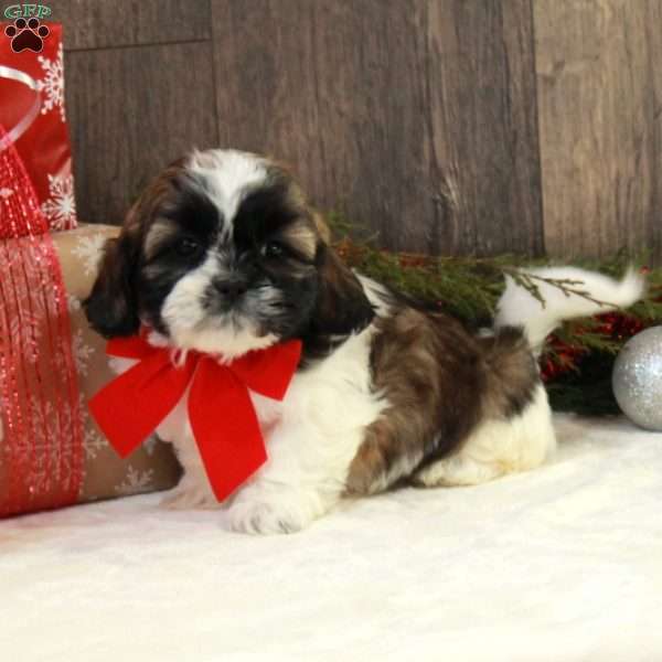 Nick, Shih Tzu Puppy