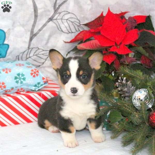 Nick, Pembroke Welsh Corgi Puppy