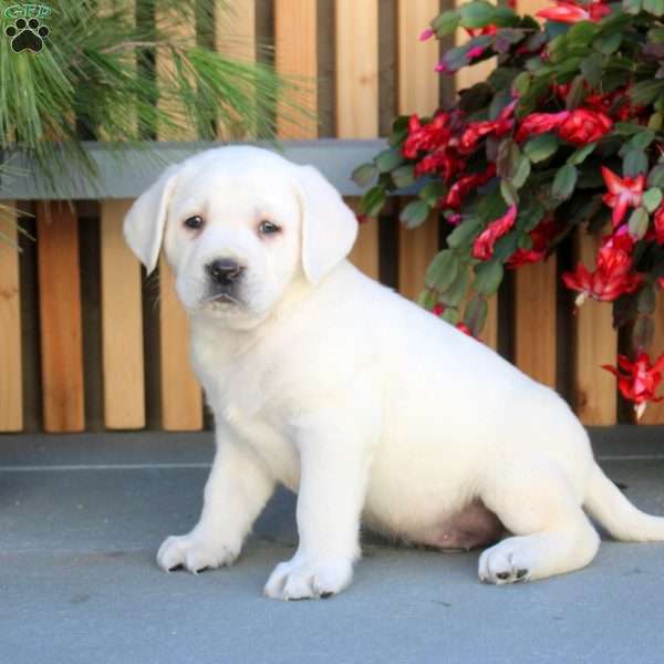 Nick, Yellow Labrador Retriever Puppy