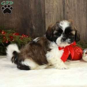 Nick, Shih Tzu Puppy