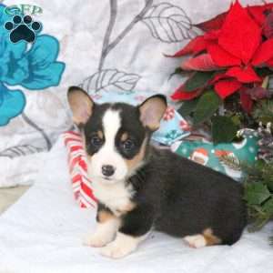 Nick, Pembroke Welsh Corgi Puppy