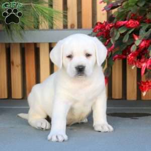 Nick, Yellow Labrador Retriever Puppy