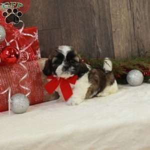 Nick, Shih Tzu Puppy