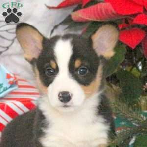 Nick, Pembroke Welsh Corgi Puppy