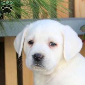 Nick, Yellow Labrador Retriever Puppy