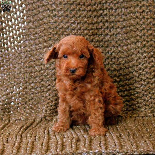 Nickel, Toy Poodle Puppy