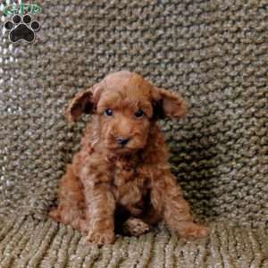 Nickel, Toy Poodle Puppy