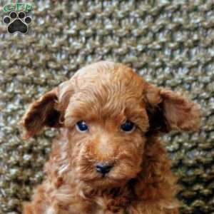 Nickel, Toy Poodle Puppy