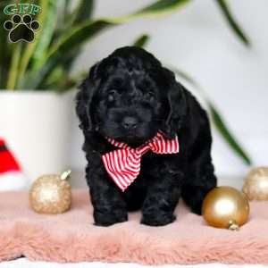 Nicky, Cockapoo Puppy