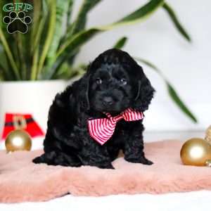 Nicky, Cockapoo Puppy