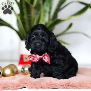 Nicky, Cockapoo Puppy