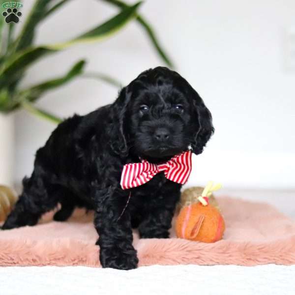 Nicky, Cockapoo Puppy