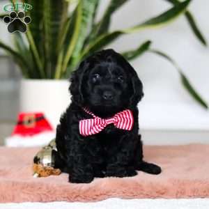 Nicky, Cockapoo Puppy