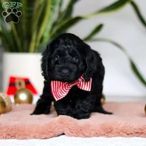 Nicky, Cockapoo Puppy