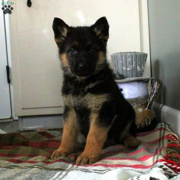 Nico, German Shepherd Puppy