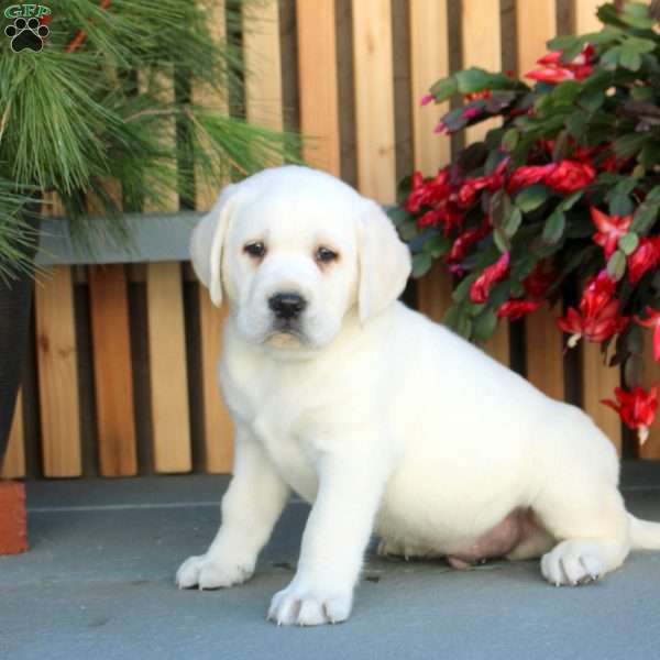 Nico, Yellow Labrador Retriever Puppy