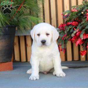 Nico, Yellow Labrador Retriever Puppy
