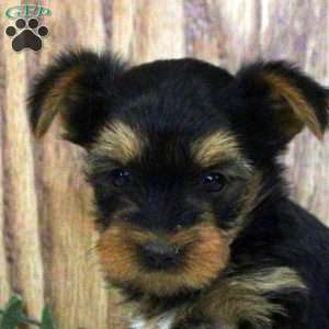 Nico, Yorkie Puppy