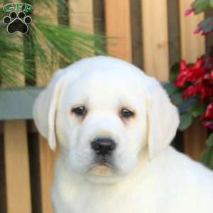 Nico, Yellow Labrador Retriever Puppy