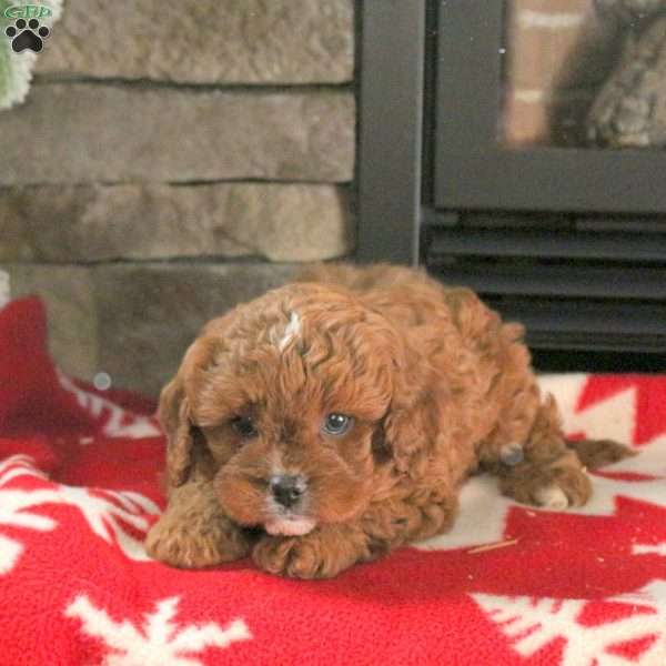 Nicolas, Cavapoo Puppy