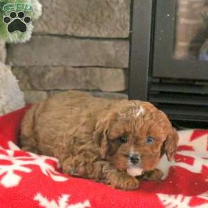 Nicolas, Cavapoo Puppy