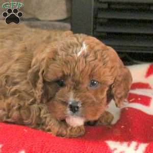 Nicolas, Cavapoo Puppy