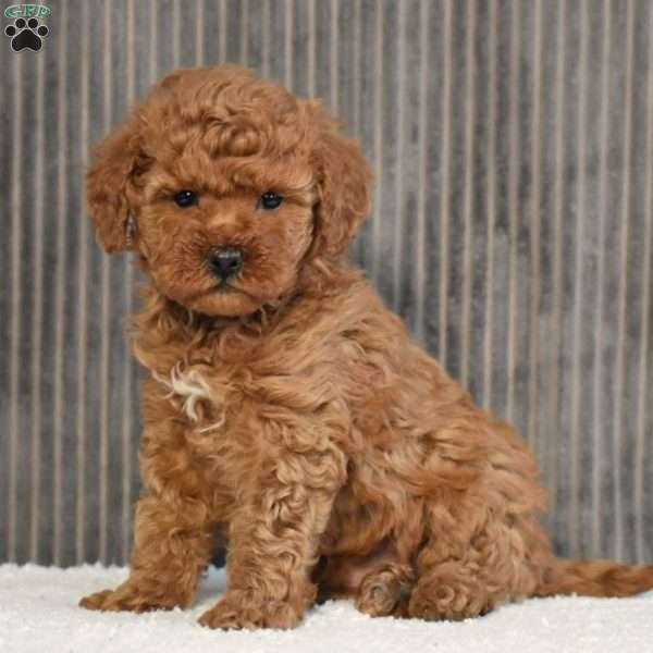 Nicole, Toy Poodle Puppy
