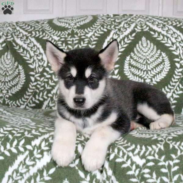 Niko, Alaskan Malamute Puppy