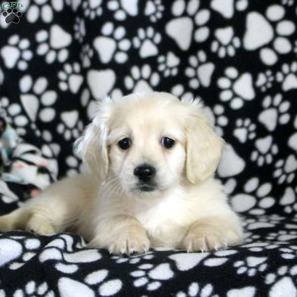 Nimbus, Dachshund Puppy