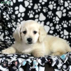 Nimbus, Dachshund Puppy