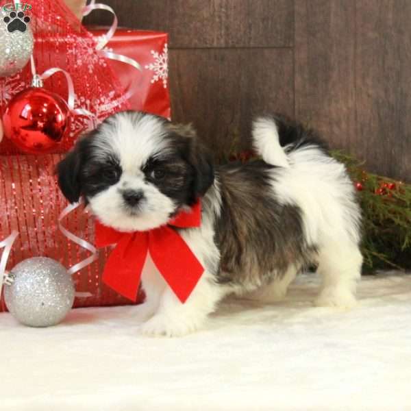 Nina, Shih Tzu Puppy