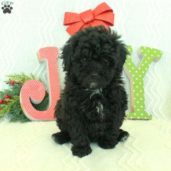 Nina, Toy Poodle Puppy