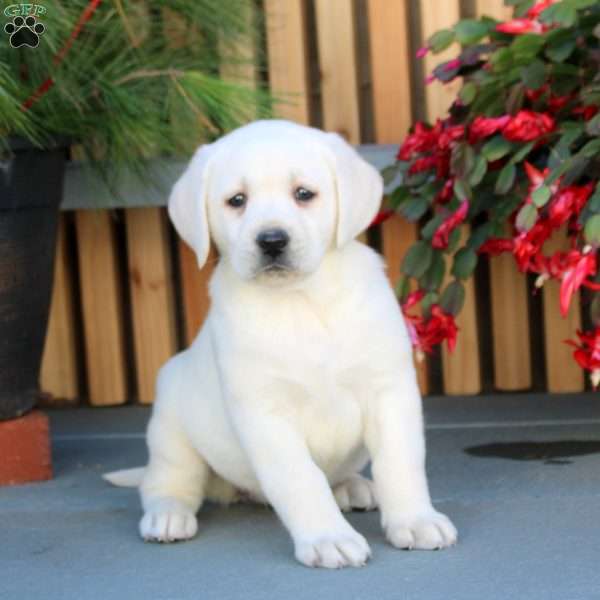 Nina, Yellow Labrador Retriever Puppy