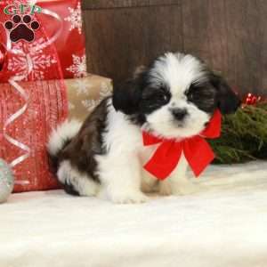 Nina, Shih Tzu Puppy