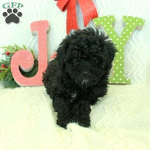 Nina, Toy Poodle Puppy