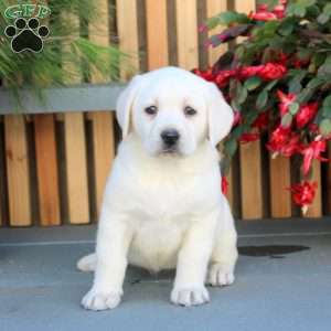 Nina, Yellow Labrador Retriever Puppy